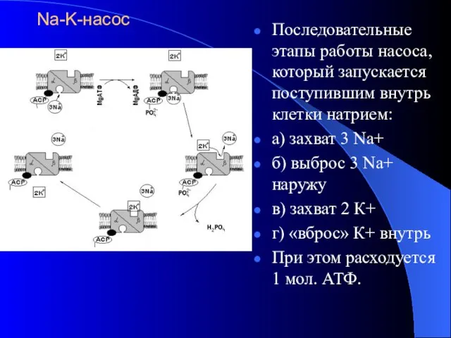 Na-K-насос Последовательные этапы работы насоса, который запускается поступившим внутрь клетки натрием: