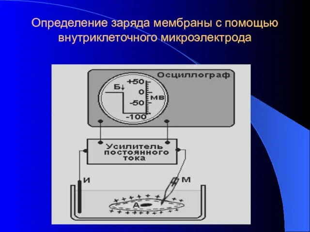 Определение заряда мембраны с помощью внутриклеточного микроэлектрода