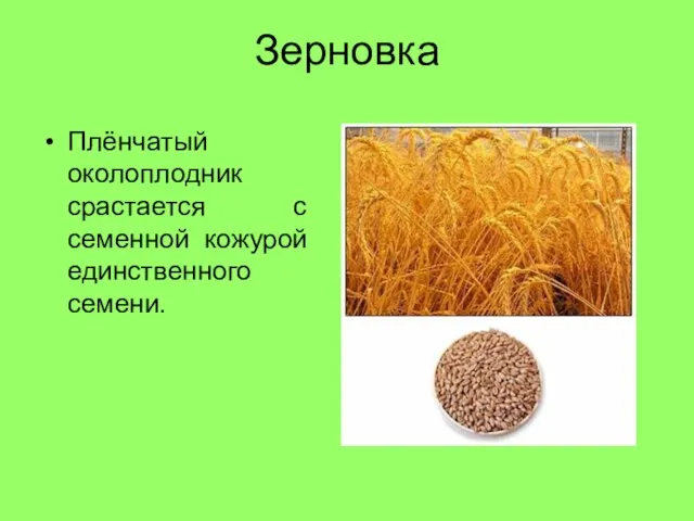 Зерновка Плёнчатый околоплодник срастается с семенной кожурой единственного семени.