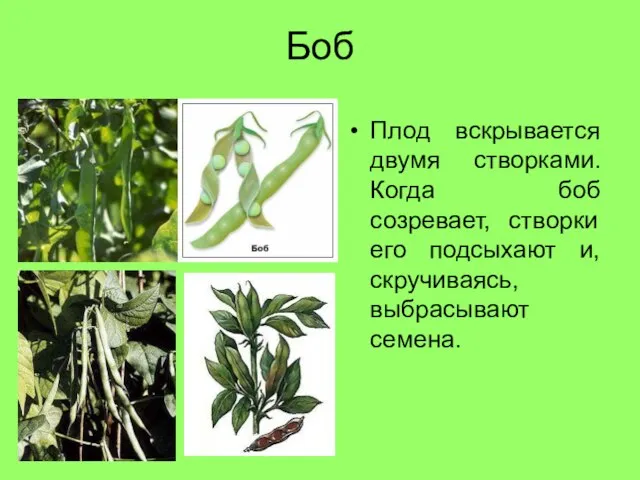 Боб Плод вскрывается двумя створками. Когда боб созревает, створки его подсыхают и, скручиваясь, выбрасывают семена.