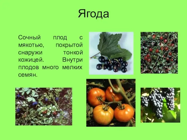 Ягода Сочный плод с мякотью, покрытой снаружи тонкой кожицей. Внутри плодов много мелких семян.