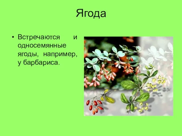 Ягода Встречаются и односемянные ягоды, например, у барбариса.