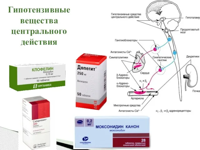 Гипотензивные вещества центрального действия