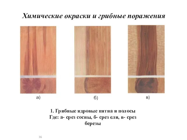 Химические окраски и грибные поражения 1. Грибные ядровые пятна и полосы