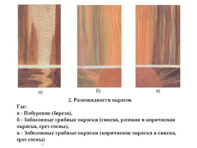 2. Разновидности окрасов Где: а - Побурение (береза), б - Заболонные