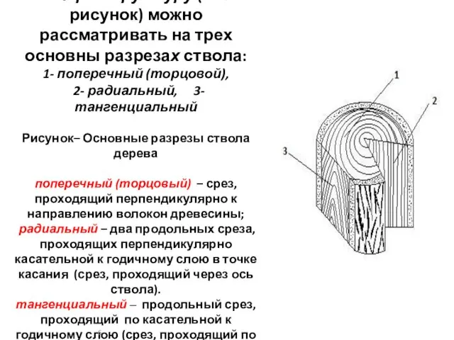 Макроструктуру (см. рисунок) можно рассматривать на трех основны разрезах ствола: 1-