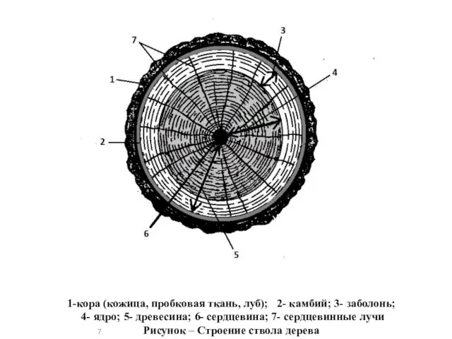 1-кора (кожица, пробковая ткань, луб); 2- камбий; 3- заболонь; 4- ядро;