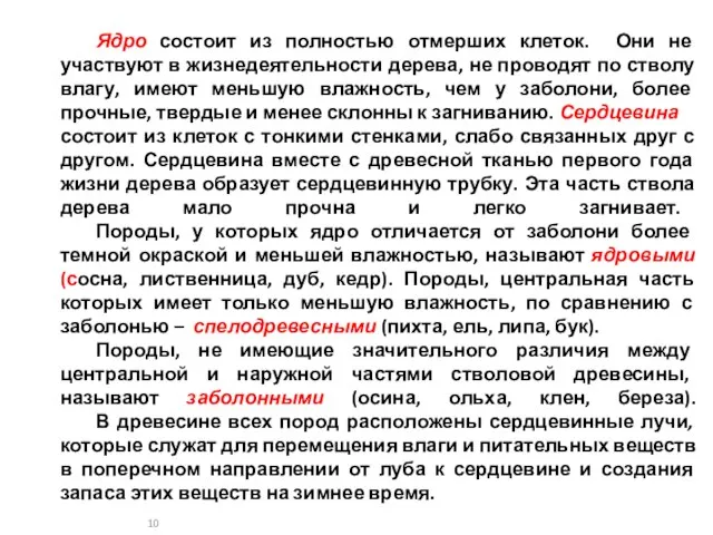 Ядро состоит из полностью отмерших клеток. Они не участвуют в жизнедеятельности