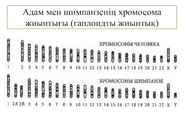 Адам мен шимпанзенің хромосома жиынтығы (гаплоидты жиынтық)