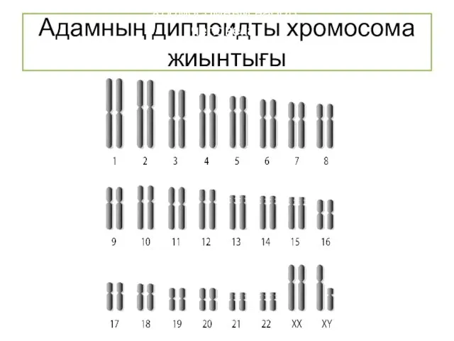 Адамның диплоидты хромосома жиынтығы Хромосомный набор человека