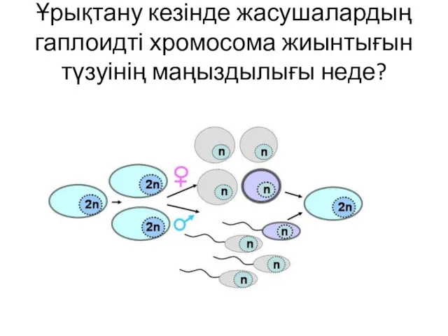 Ұрықтану кезінде жасушалардың гаплоидті хромосома жиынтығын түзуінің маңыздылығы неде?