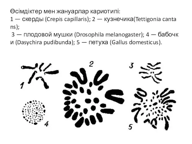 Өсімдіктер мен жануарлар кариотипі: 1 — скерды (Crepis capillaris); 2 —