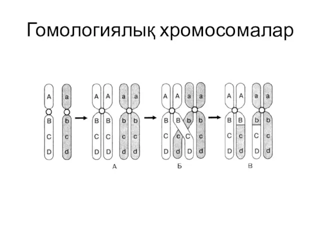 Гомологиялық хромосомалар