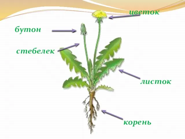 корень листок бутон цветок стебелек