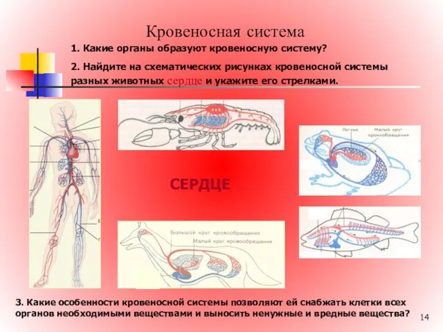 Кровеносная система СЕРДЦЕ 1. Какие органы образуют кровеносную систему? 2. Найдите