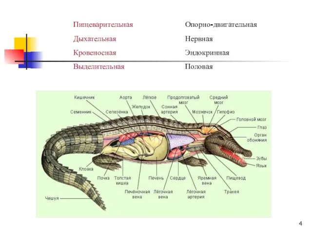 Пищеварительная Дыхательная Кровеносная Выделительная Опорно-двигательная Нервная Эндокринная Половая