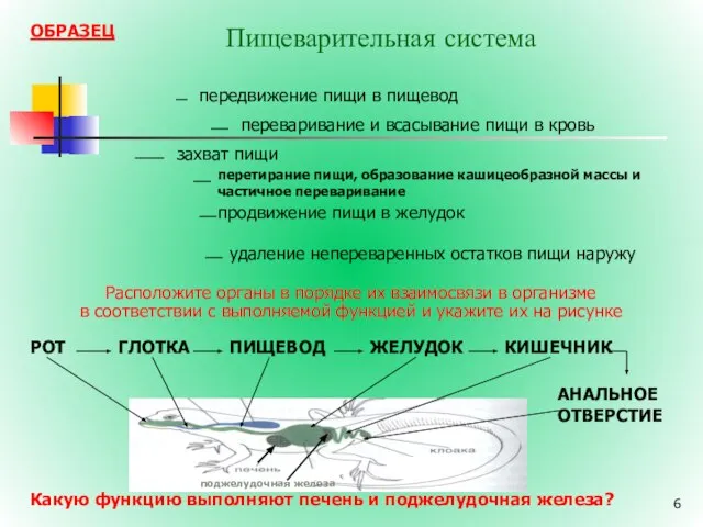 Пищеварительная система Расположите органы в порядке их взаимосвязи в организме в