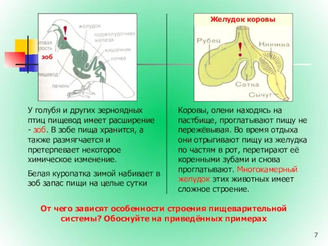 От чего зависят особенности строения пищеварительной системы? Обоснуйте на приведённых примерах