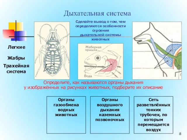 Дыхательная система Трахейная система Легкие Жабры Определите, как называются органы дыхания