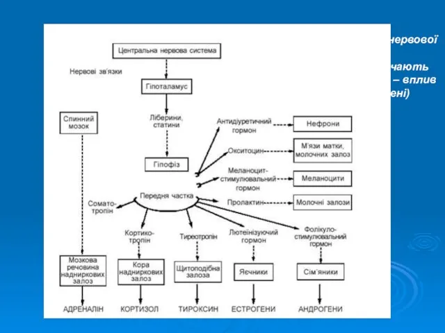 Зв’язок ендокринної та нервової систем (суцільні стрілки позначають синтез гормону, пунктирні