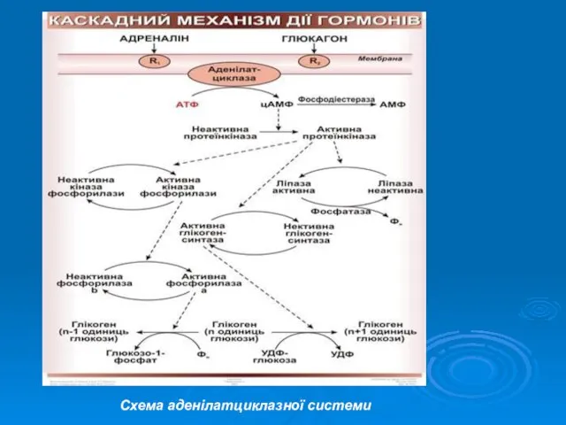 Схема аденілатциклазної системи