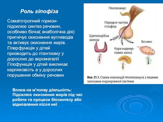 Роль гіпофіза Соматотропний гормон-підсилює синтез речовин, особливо білка( анаболічна дія) пригнічує