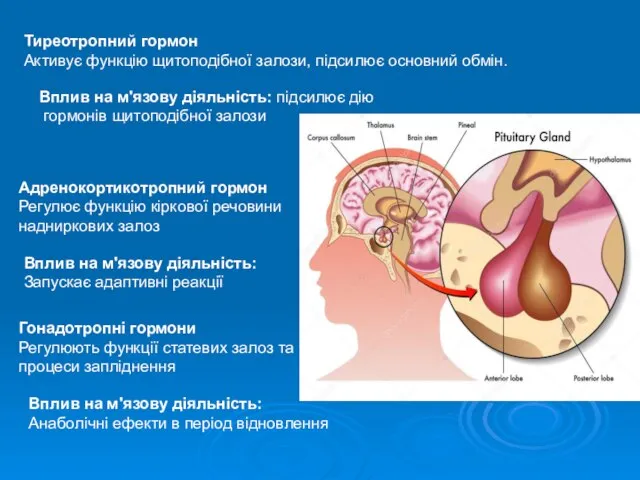 Тиреотропний гормон Активує функцію щитоподібної залози, підсилює основний обмін. Вплив на