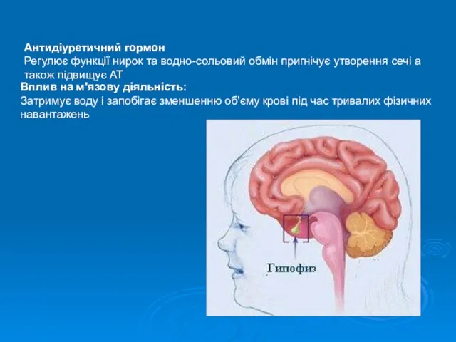 Антидіуретичний гормон Регулює функції нирок та водно-сольовий обмін пригнічує утворення сечі