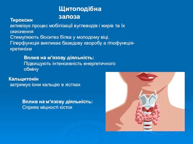 Тироксин активізує процес мобілізації вуглеводів і жирів та їх окиснення Стимулюють