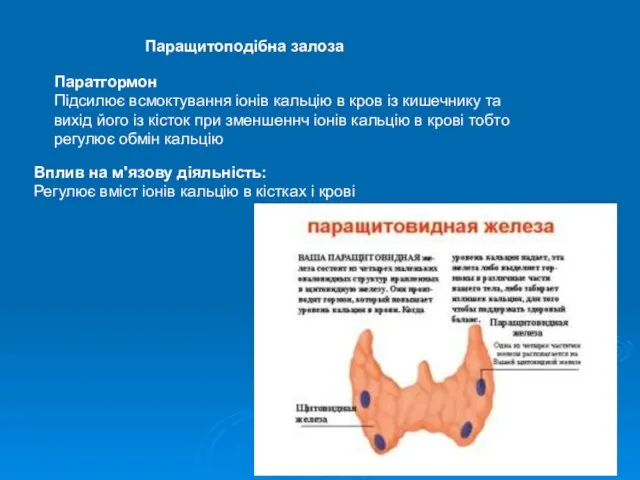 Паратгормон Підсилює всмоктування іонів кальцію в кров із кишечнику та вихід