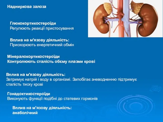 Глюкокортикостероїди Регулюють реакції пристосування Мінералокортикостероїди Контролюють сталість обєму плазми крові Гонадоктикостероїди