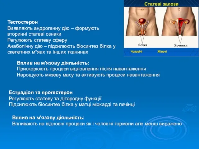 Тестостерон Виявляють андрогенну дію – формують вторинні статеві ознаки Регулюють статеву