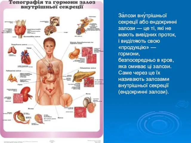 За́лози вну́трішньої секреції або ендокринні залози — це ті, які не