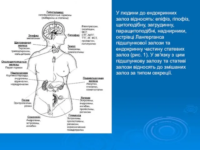 У людини до ендокринних залоз відносять: епіфіз, гіпофіз, щитоподібну, загрудинну, паращитоподібні,