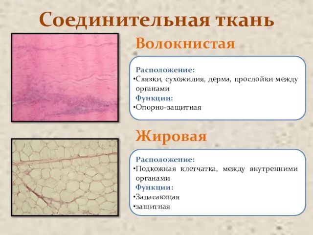 Соединительная ткань Волокнистая Жировая Расположение: Связки, сухожилия, дерма, прослойки между органами