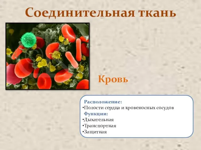 Расположение: Полости сердца и кровеносных сосудов Функции: Дыхательная Транспортная Защитная Соединительная ткань Кровь