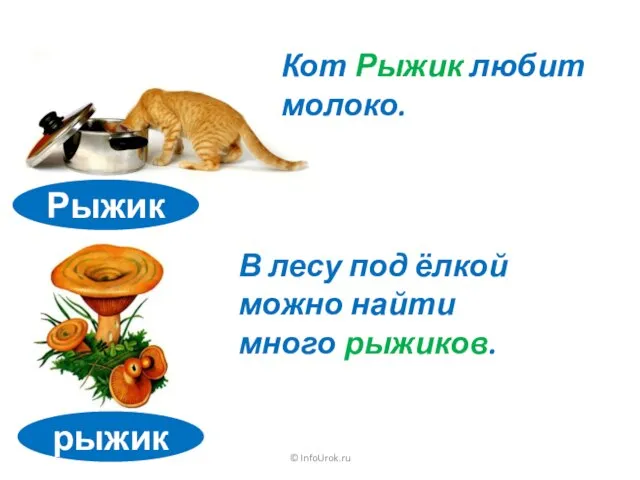 © InfoUrok.ru рыжик Рыжик Кот Рыжик любит молоко. В лесу под ёлкой можно найти много рыжиков.