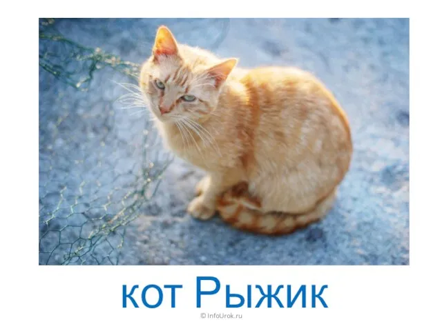 © InfoUrok.ru кот Рыжик