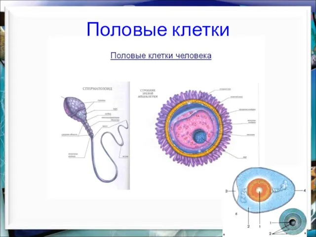 Половые клетки