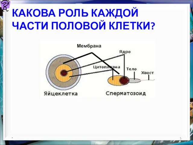 КАКОВА РОЛЬ КАЖДОЙ ЧАСТИ ПОЛОВОЙ КЛЕТКИ? * Мембрана