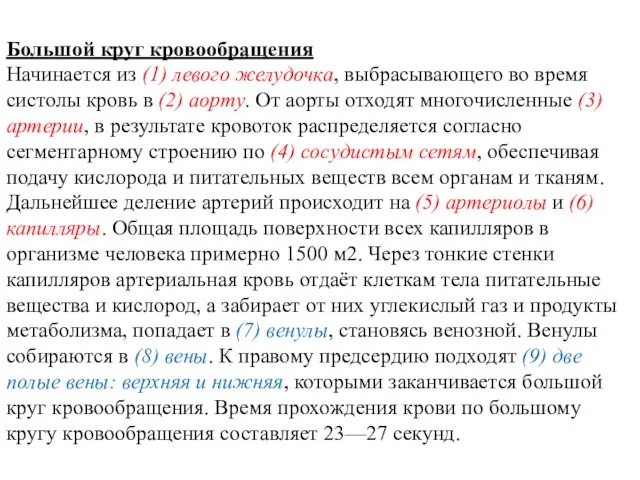 Большой круг кровообращения Начинается из (1) левого желудочка, выбрасывающего во время