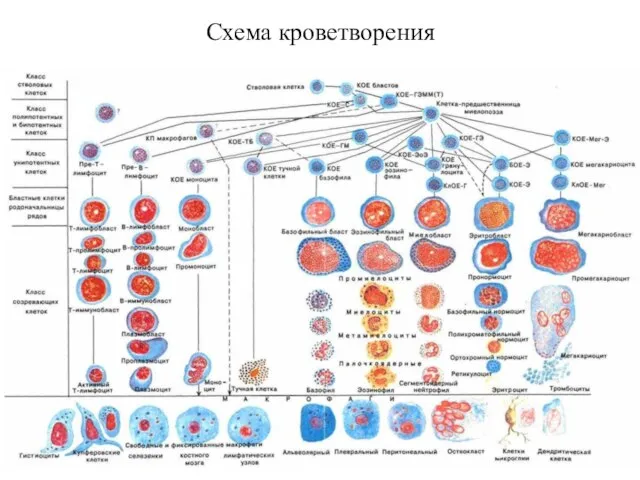 Схема кроветворения