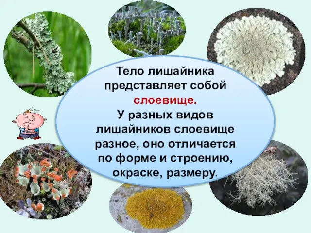 Тело лишайника представляет собой слоевище. У разных видов лишайников слоевище разное,