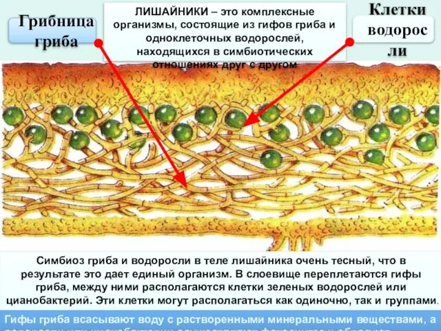 ЛИШАЙНИКИ – это комплексные организмы, состоящие из гифов гриба и одноклеточных