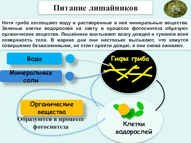 Питание лишайников Образуются в процессе фотосинтеза Вода Минеральные соли Органические вещества