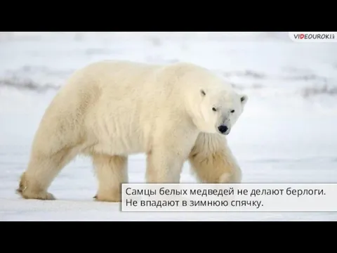 Самцы белых медведей не делают берлоги. Не впадают в зимнюю спячку.