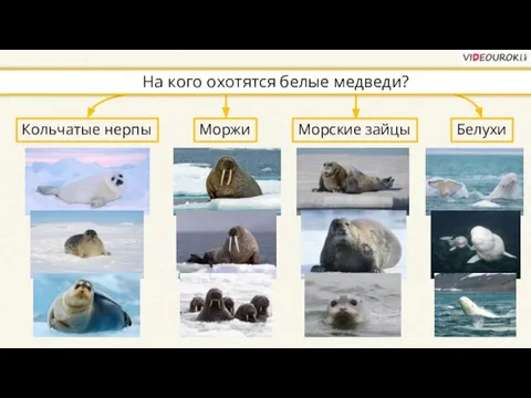 Кольчатые нерпы Морские зайцы Белухи Моржи На кого охотятся белые медведи?