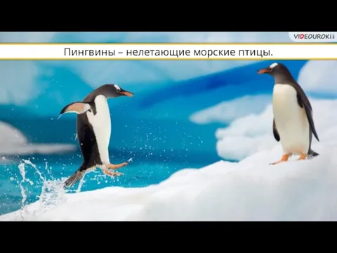 Пингвины – нелетающие морские птицы.