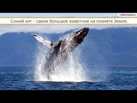 Синий кит – самое большое животное на планете Земля.