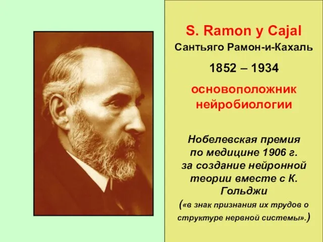 S. Ramon y Cajal Сантьяго Рамон-и-Кахаль 1852 – 1934 основоположник нейробиологии